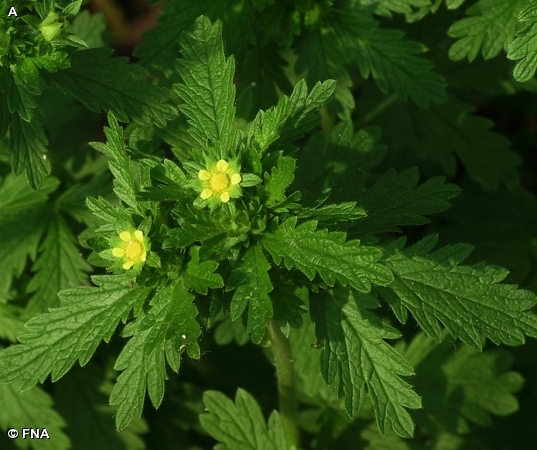 NORWEGIAN CINQUEFOIL