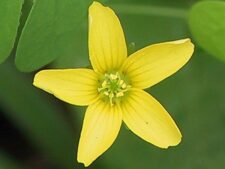 YELLOW WOOD SORREL