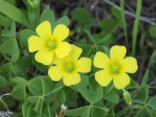 YELLOW WOOD SORREL