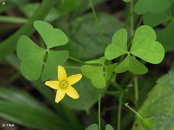 YELLOW WOOD SORREL