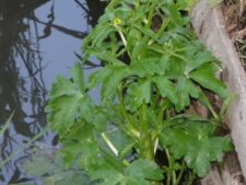 CELERY-LEAVED CROWFOOT