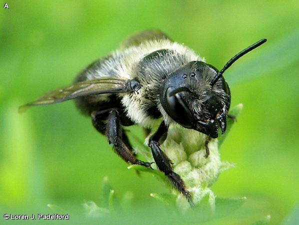 MEGACHILE GEMULA