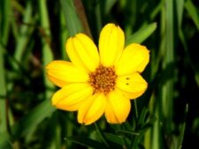 FINGER COREOPSIS