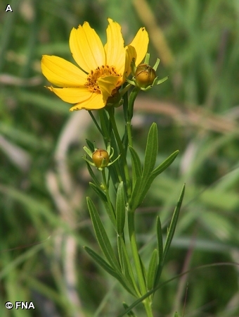 FINGER COREOPSIS