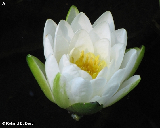 AMERICAN WATER LILY