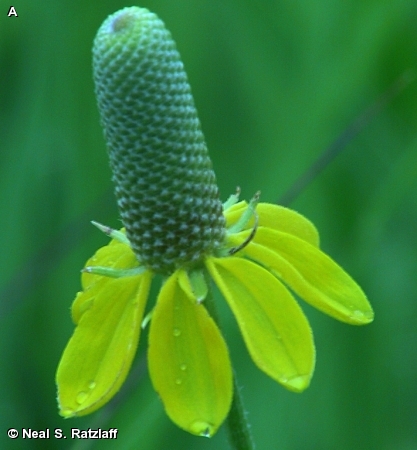 PRAIRIE CONEFLOWER