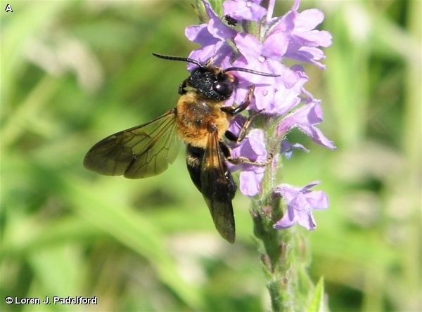 GIANT RESIN BEE