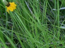 PRAIRIE CONEFLOWER