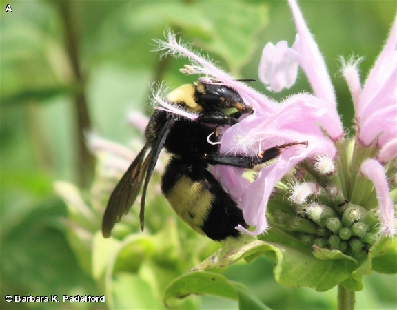 BLACK AND GOLD BUMBLE BEE