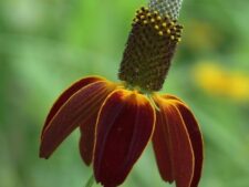 PRAIRIE CONEFLOWER