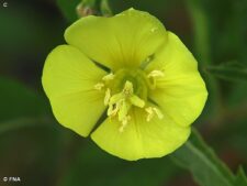 COMMON EVENING PRIMROSE