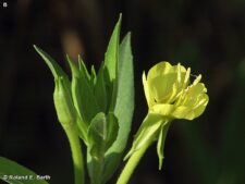 COMMON EVENING PRIMROSE