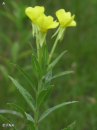 COMMON EVENING PRIMROSE