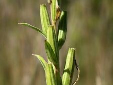 COMMON EVENING PRIMROSE