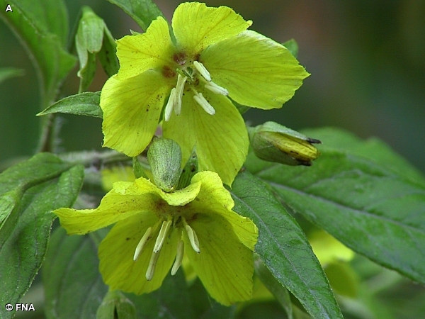 FRINGED LOOSESTRIFE