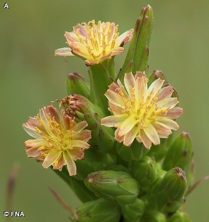 WILD LETTUCE