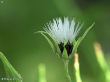 WILD LETTUCE