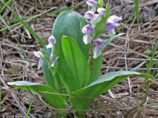 SHOWY ORCHIS