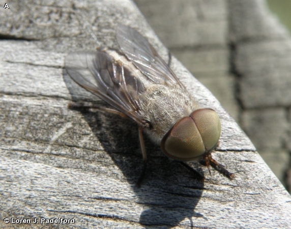 STRIPED HORSE FLY
