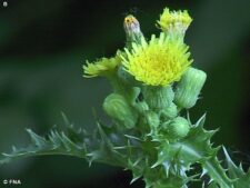 SPINY SOW THISTLE