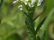 PENNYCRESS