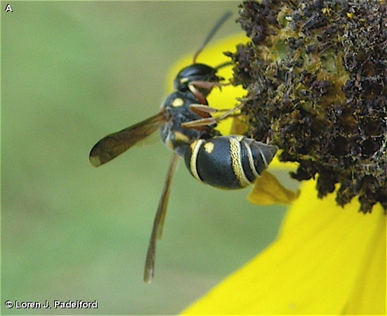 STENODYNERUS SP.