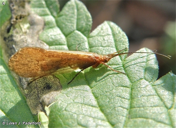 NORTHERN CADDISFLY