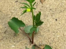 SMALL-FLOWERED CROWFOOT