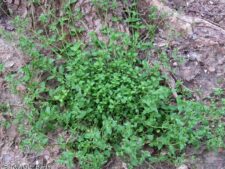 COMMON CHICKWEED