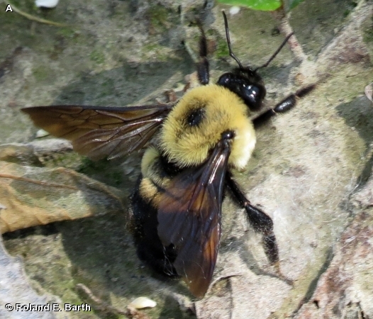 BROWN-BELTED BUMBLE BEE