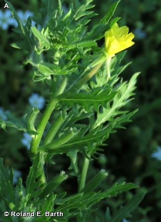 CUT-LEAF EVENING PRIMROSE