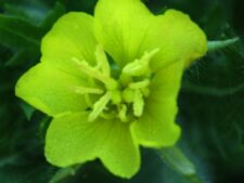 CUT-LEAF EVENING PRIMROSE