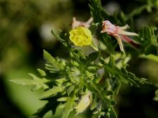 CUT-LEAF EVENING PRIMROSE