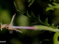 CUT-LEAF EVENING PRIMROSE