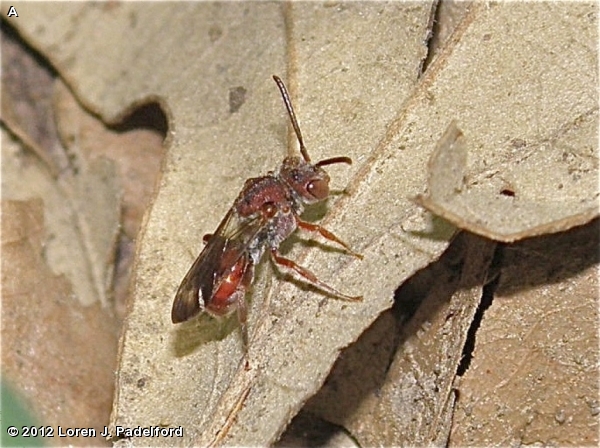 NOMADA CUCKOO BEE