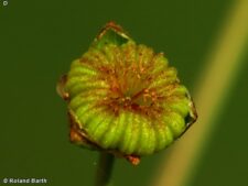 WATER-PLANTAIN