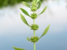 HOREHOUND MOTHERWORT