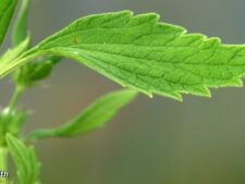 HOREHOUND MOTHERWORT