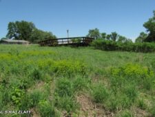 LEAFY SPURGE