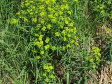 LEAFY SPURGE