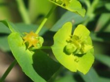 LEAFY SPURGE