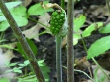 JACK-IN-THE-PULPIT