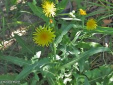 COMMON SOW-THISTLE