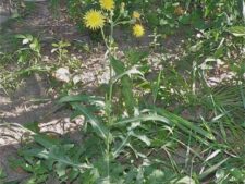 COMMON SOW-THISTLE