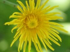 COMMON SOW-THISTLE