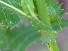 COMMON SOW-THISTLE