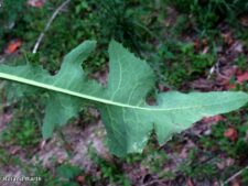 COMMON SOW-THISTLE