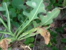 COMMON SOW-THISTLE