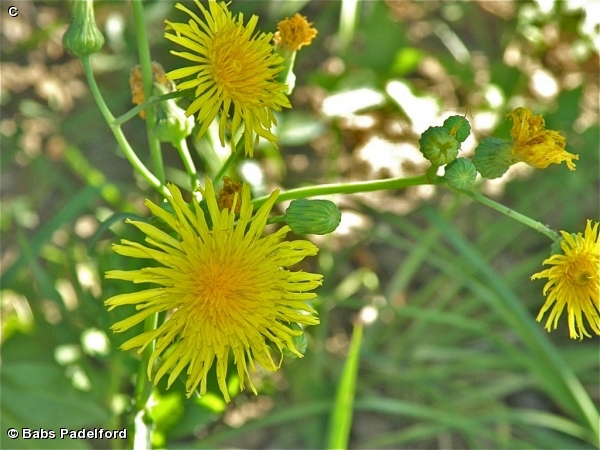 COMMON SOW-THISTLE