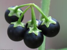 BLACK NIGHTSHADE